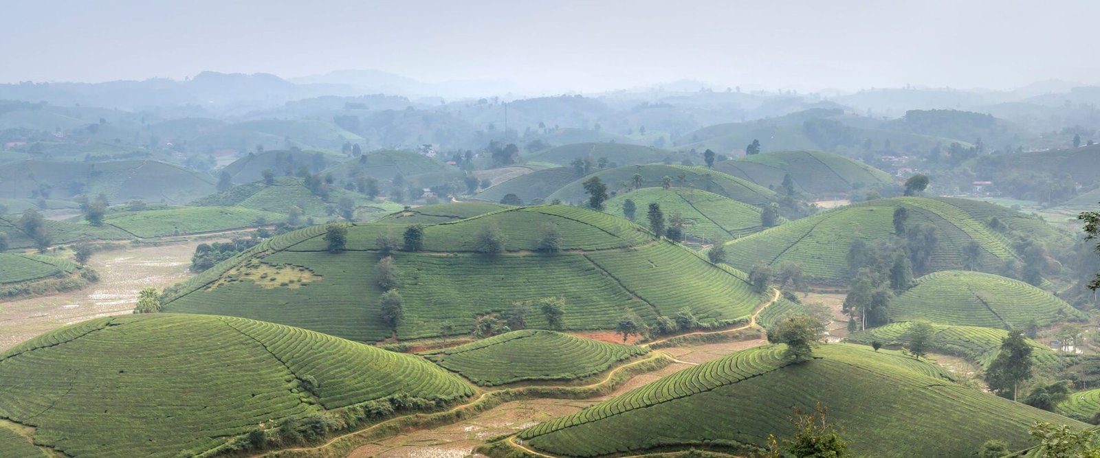 Theeplantages in de heuvels van Noord-Vietnam