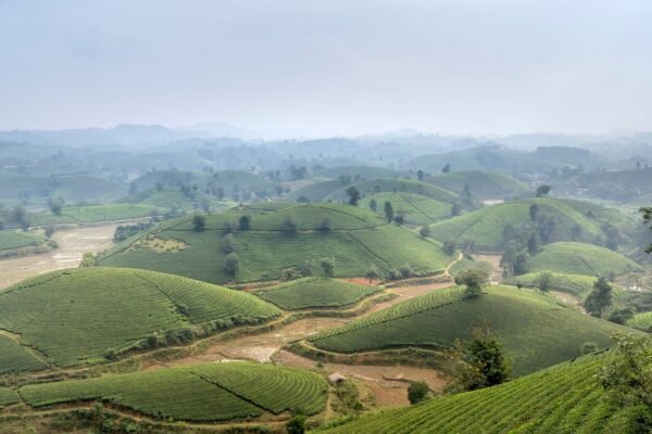 Theeplantages in de heuvels van Noord-Vietnam