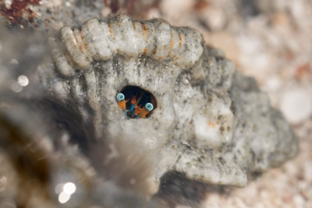 Heremietkreeft in een schelp onder water in Vanuatu